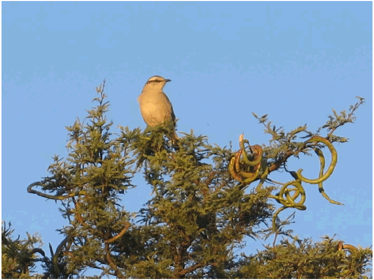 Estancia las Malvinas