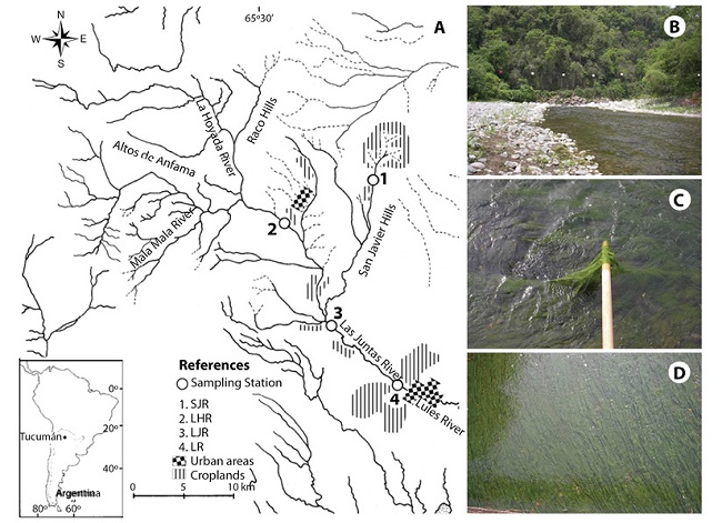 (a) Map of the studied area, including locations of the sampling stations on the Lules River, and an insert of the situation of Tucuman within Argentina and South America. (b) Las Juntas River (LJR) at the beginning of the summer season (November) in this site samples with microbialites were taken. (c) Cladophora sp. filaments with microbialites during the early summer. (d) Cladophora biomass bloom (approx. 100 % river bed coverage). Photograph taken from a bridge of 4 m high.