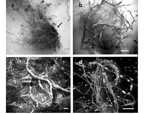 Cladophora sp. mat with microbialites. (a) Unamplified photograph of a mat collected in 2003, the arrow indicates rhizoid used to attach to a rock. (b) Optical microscope image of the same mat shows the tubes of calcite around the Cladophora sp. filaments, white bar scale = 10 mm. (c) Amplified image of a sample including a larvae of Elmidae (Insecta), white bar scale = 1.3 mm. (d) Filaments of Cladophora sp. from sample collected in 2004, note the reduced microbialites, white bar scale = 10 mm.