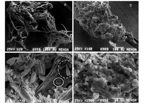 Scanning electron microscope images of microbialites, amplification recorded on each slide (a) Part of a Cladophora sp. mat with calcite precipitation, rhizoid in the upper left. (b) Microbialite in detail with part of the algae filament in the lower right. (c) Detail of the stalked diatom Gomphonema sp. (dotted circle) and calcite crystal (solid circle). (d) Detail of the microbialite surface, note the pores of the surface crust.