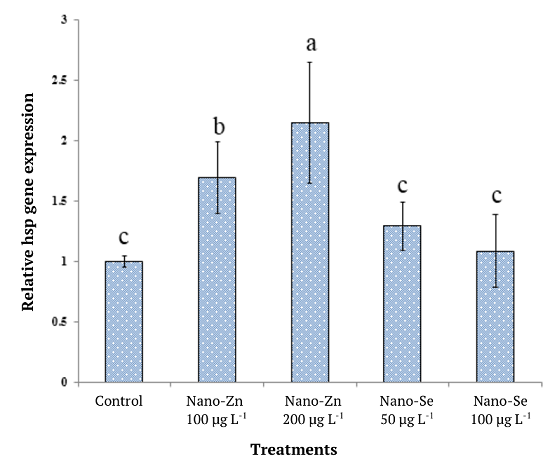 The relative hsp gene expression of worker bees received nano-particles.