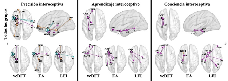 Figura 4: Redes funcionales asociadas con dimensiones interoceptivas. Se realizaron an&aacute;lisis de regresi&oacute;n que consideraban
a los pacientes con vcDFT-EA-LFI y sujetos control
para explorar asociaciones entre el desempe&ntilde;o de la tarea de detecci&oacute;n de los
latidos card&iacute;acos y la conectividad funcional en nodos particulares (p <
.001, paneles superiores). Se realizaron regresiones que consideraban a la vcDFT, EA y LFI para identificar redes interoceptivas espec&iacute;ficas
de cada grupo de pacientes (panel inferior). La semilla est&aacute; marcada con c&iacute;rculos negros. El tama&ntilde;o del nodo indica
el valor-t y el color de la l&iacute;nea conectora y del nodo muestran la red a la
cual pertenece el nodo. GOFI = giro &oacute;rbitofrontal inferior; GFI = giro frontal inferior;
GFS = giro frontal superior; GFM = giro frontal medial; GFMS = giro frontal medial
superior (B10); OR = op&eacute;rculo rol&aacute;ndico; GP = giro postcentral;
CI = corteza insular; GS = giro supramarginal; GTS = giro temporal superior; Pu
= putamen; Am = am&iacute;gdala; HP = hipocampo; pHP = parahipocampo; GL = giro lingual;
GF = giro fusiforme; GOM = giro occipital medial; GR = giro recto; I = izquierda,
D = derecha.