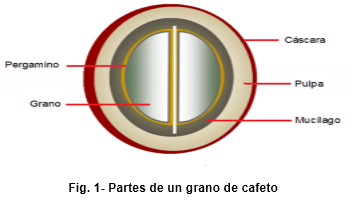 Partes de un grano de cafeto