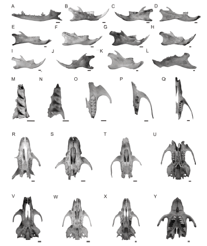 A-L: vista lateral das mandbulas de: A) Gracilinanus microtarsus, esquerda; B) Akodon sp., direita; C) Necromys lasiurus, esquerda; D) Oxymycterus nasutus, direita; E) Oxymycterus quaestor, direita; F) Scapteromys meridionalis, direita; G) Oligoryzomys sp., direita; H) Sooretamys angouya, direita; I) Calomys tener, direita; J) Mus musculus, esquerda; K) Rattus rattus, direita; L) Cavia sp., esquerda. M-Q: vista ventral dos maxilares de: M) Cryptonanus guahybae, esquerdo; N) Gracilinanus microtarsus, esquerdo; O) Akodon sp., esquerdo; P) Oxymycterus nasutus, esquerdo; Q) Oxymycterus quaestor, esquerdo. R-Y: vista ventral dos crnios de: R) Necromys lasiurus; S) Thaptomys nigrita; T) Oligoryzomys sp.; U) Sooretamys angouya; V) Calomys tener; W) Mus musculus; X) Rattus rattus; Y) Cavia sp. Escala = 1 mm.